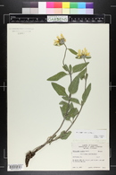 Helianthus pumilus image