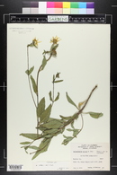 Helianthus pumilus image