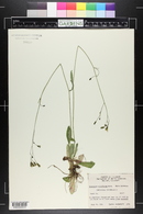 Hieracium albiflorum image