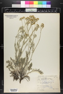 Hymenopappus filifolius image