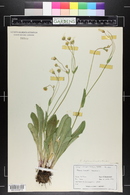 Krigia biflora image