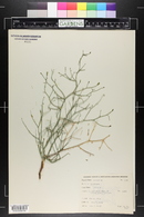 Lygodesmia juncea image