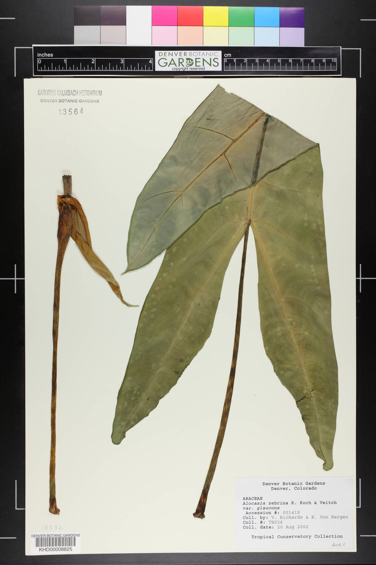 Alocasia zebrina image