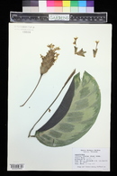 Calathea zebrina image