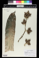 Hohenbergia stellata image