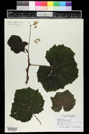 Begonia valida image