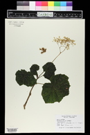 Begonia valida image