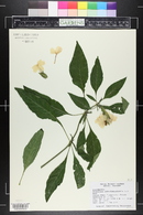 Crossandra infundibuliformis image