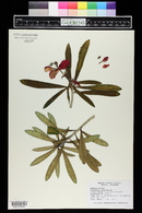 Euphorbia punicea image