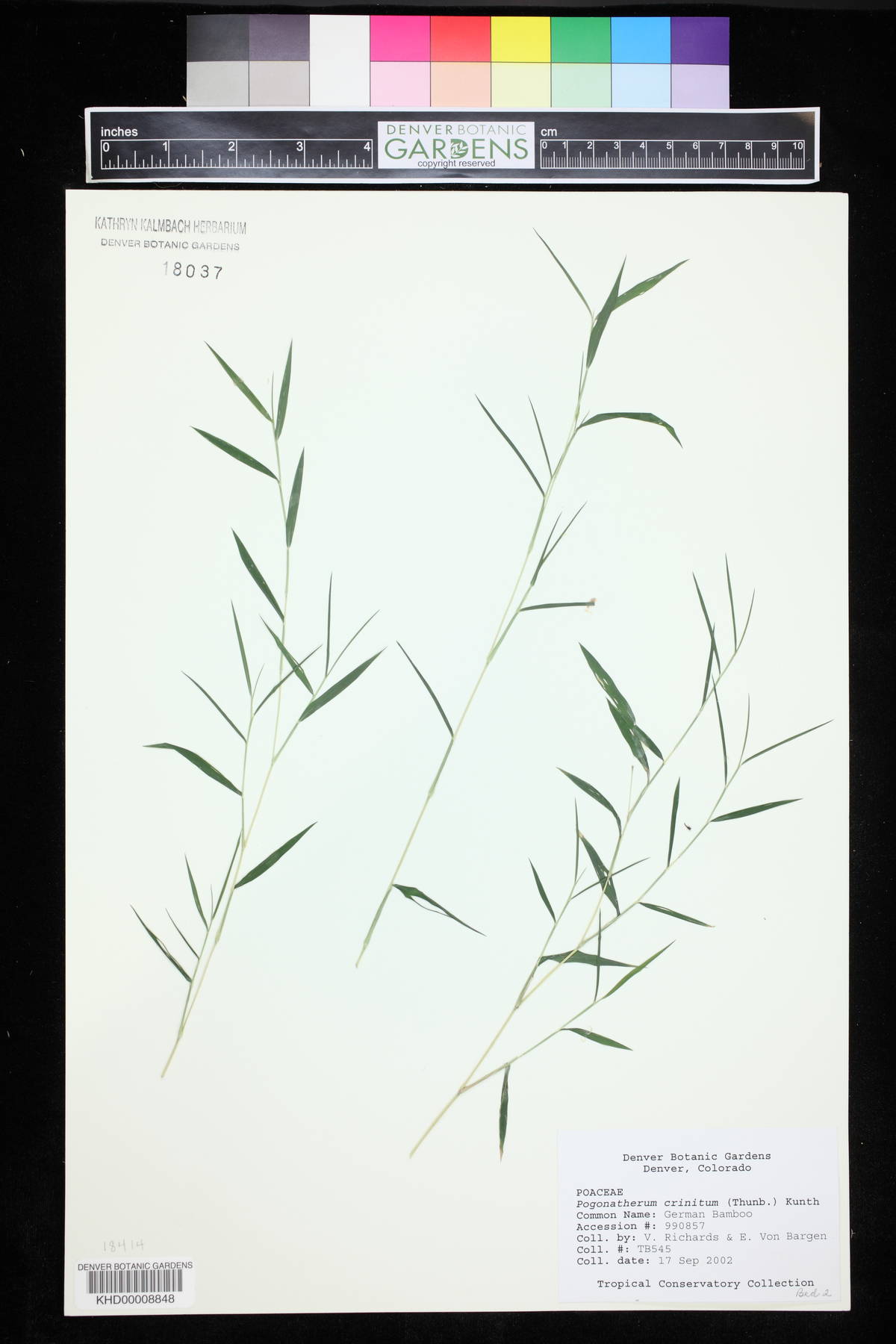 Pogonatherum crinitum image