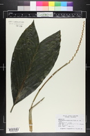 Chamaedorea metallica image