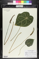 Anthurium crystallinum image