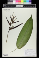 Heliconia psittacorum image