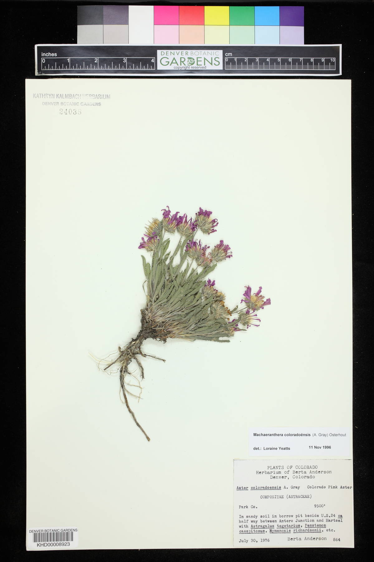 Machaeranthera coloradoensis image