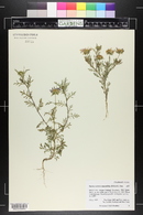 Machaeranthera tanacetifolia image