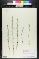 Madia glomerata image