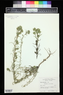 Madia glomerata image