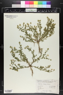 Matricaria discoidea image