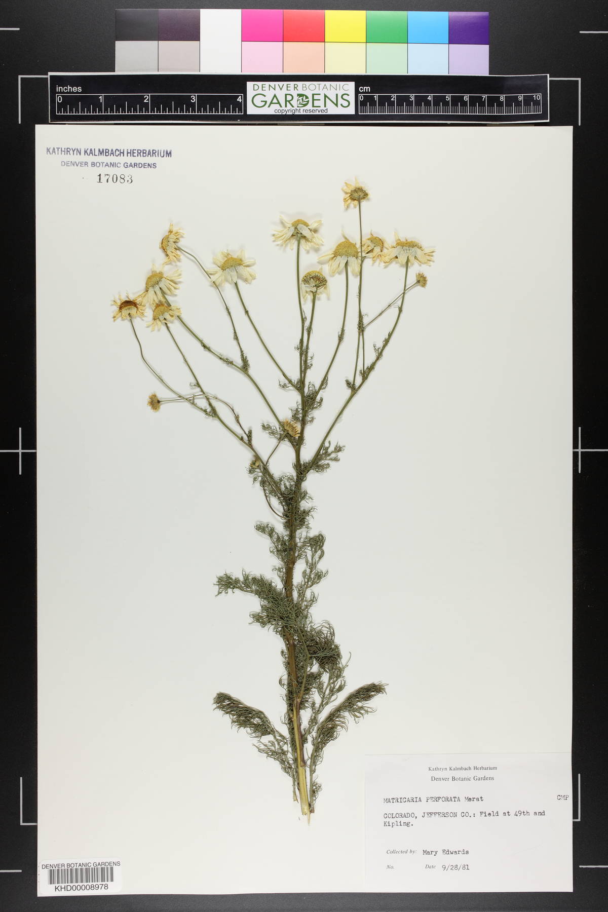 Matricaria perforata image
