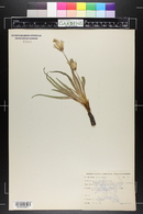 Nothocalais cuspidata image