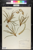 Nothocalais cuspidata image