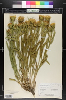 Oonopsis foliosa image