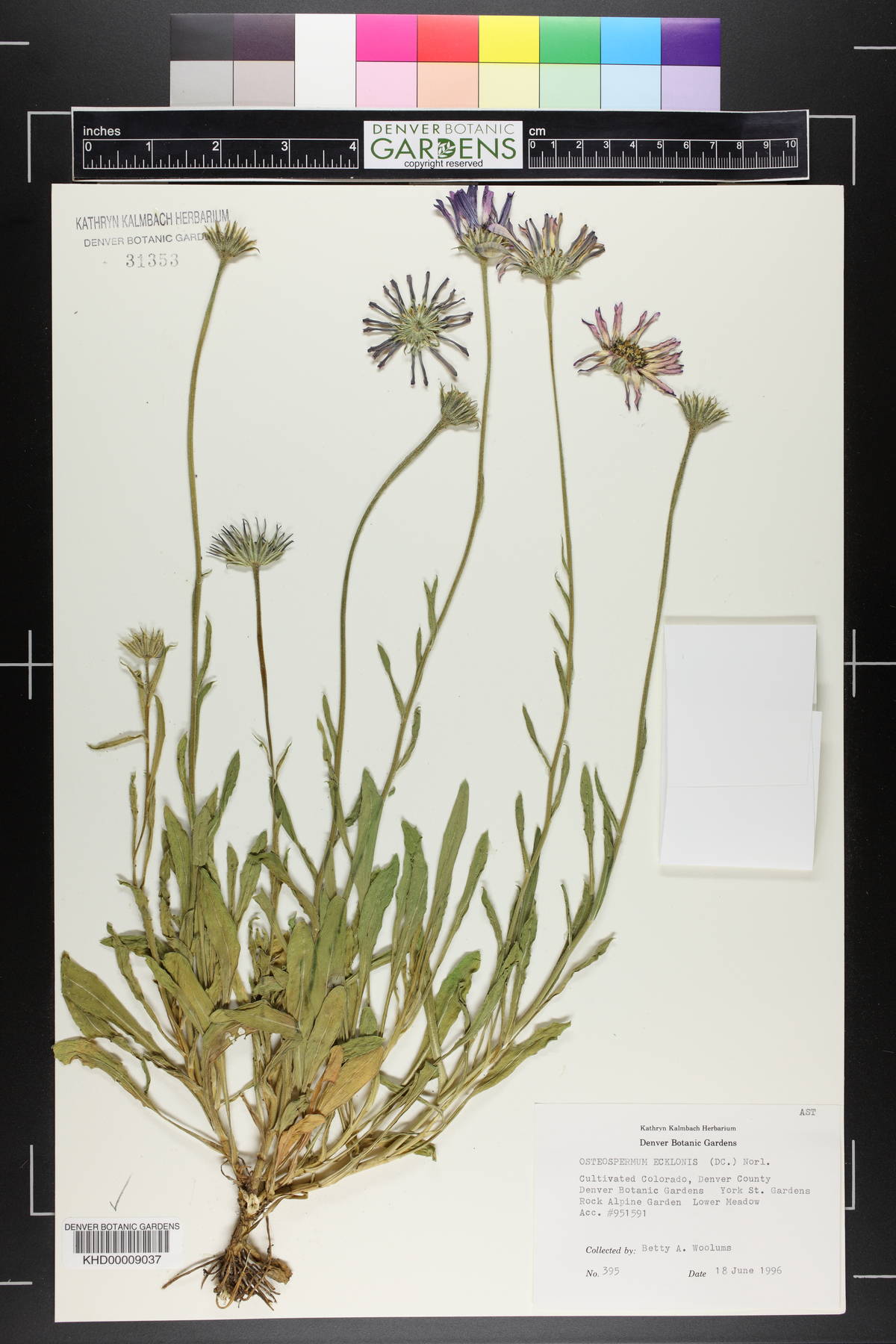 Osteospermum ecklonis image