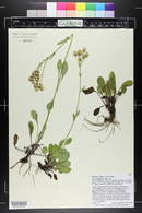 Packera streptanthifolia image