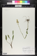 Packera streptanthifolia image