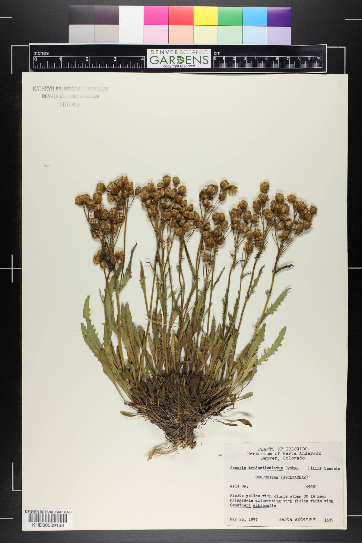 Packera tridenticulata image