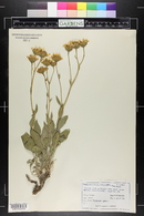 Platyschkuhria integrifolia image