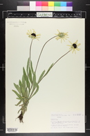 Rudbeckia hirta image