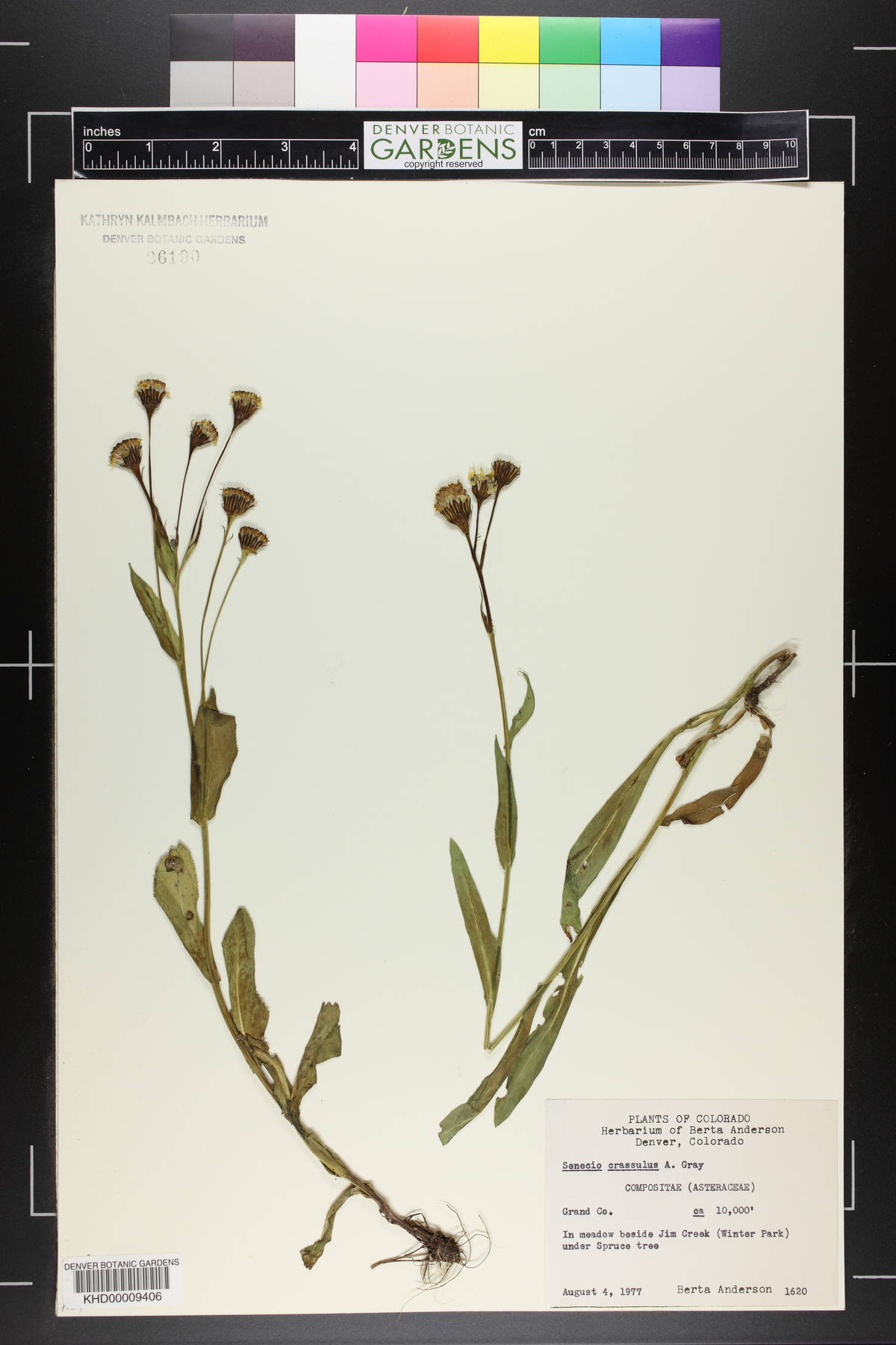 Senecio crassulus image