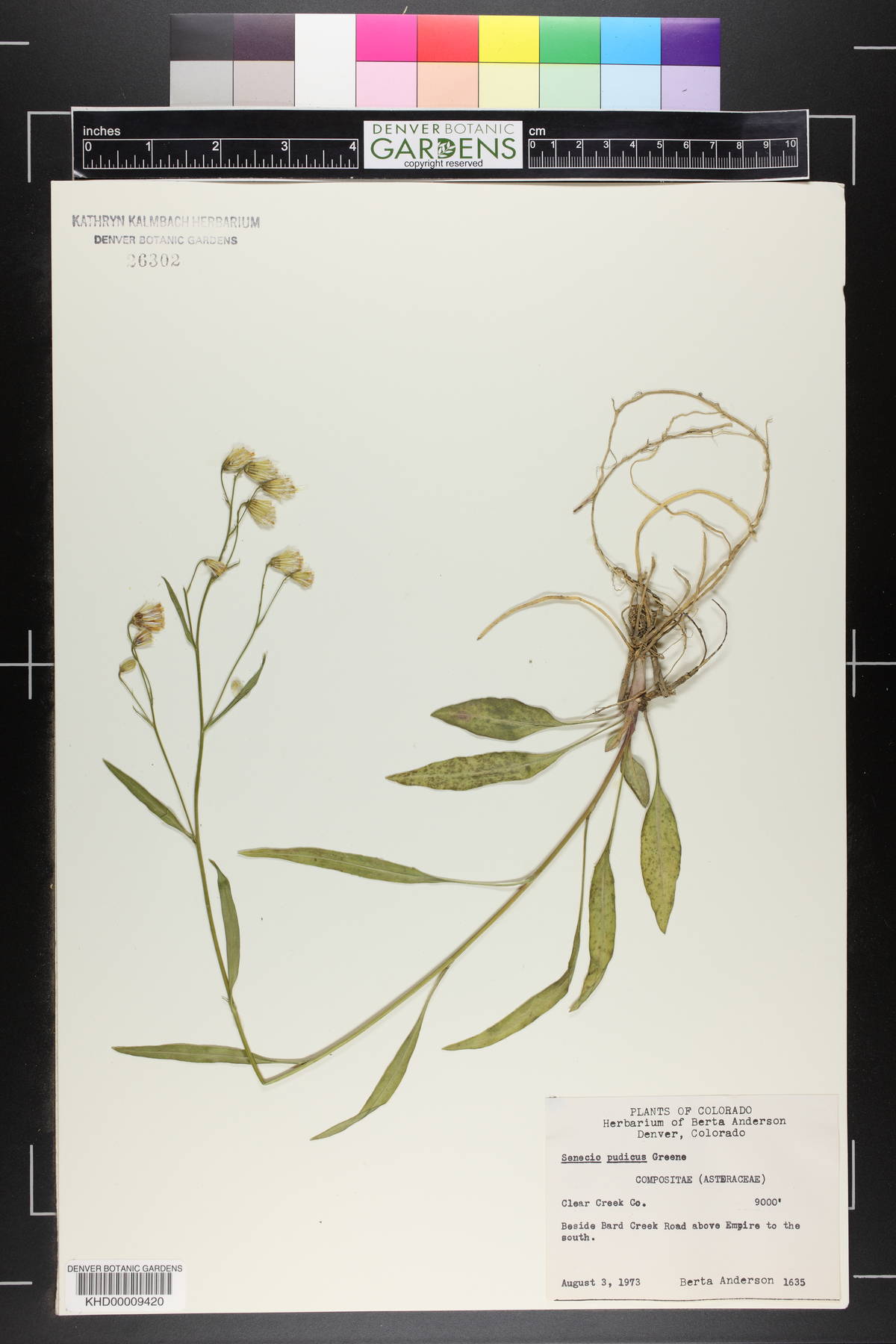 Senecio pudicus image