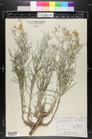 Senecio flaccidus image