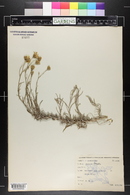 Senecio flaccidus image