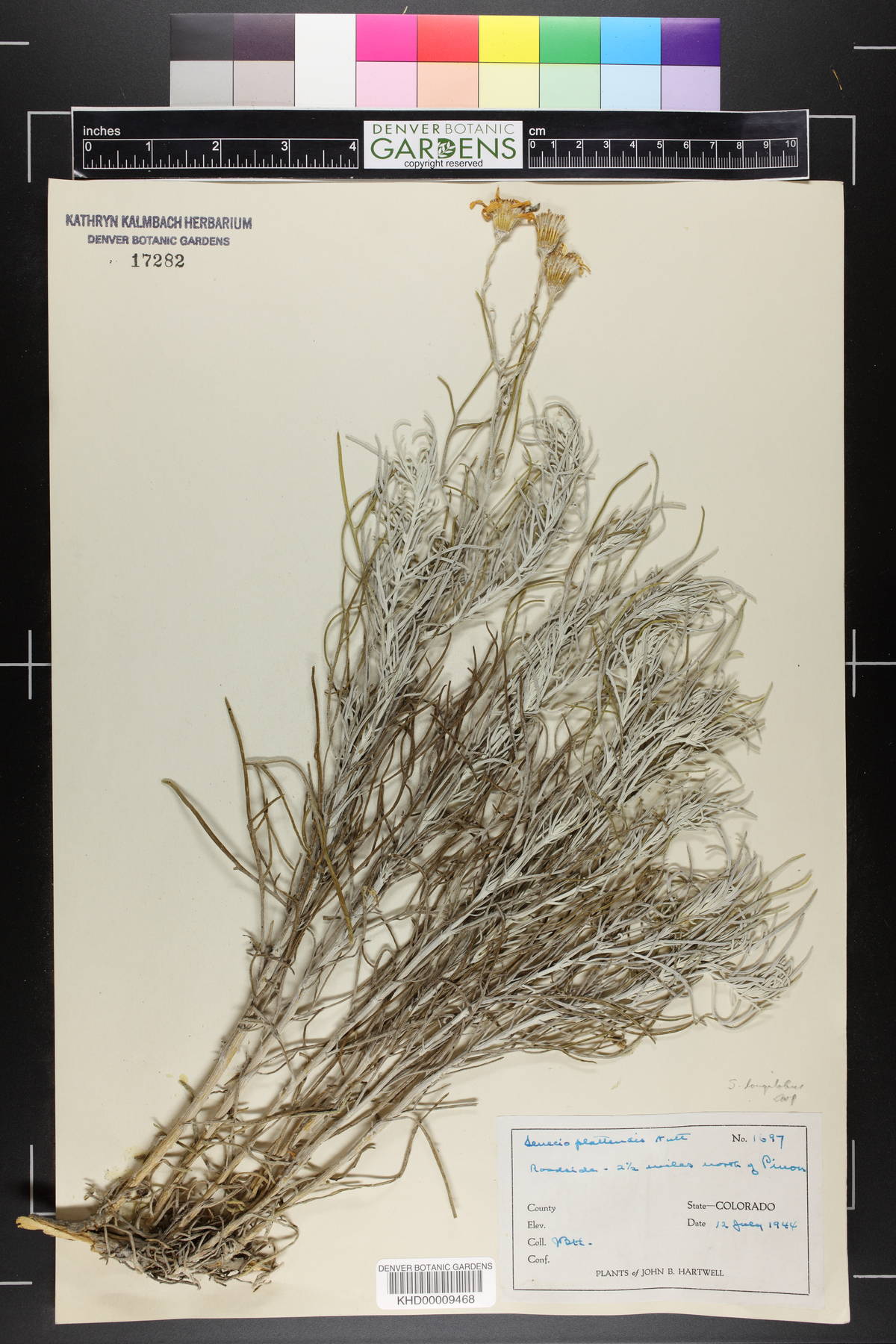 Senecio platensis image