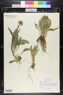 Senecio integerrimus image