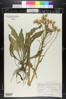 Senecio integerrimus image