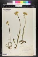 Senecio integerrimus image