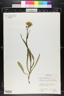 Senecio integerrimus image