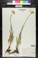 Senecio integerrimus image