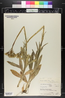 Senecio integerrimus image