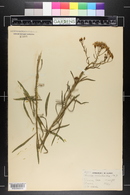 Senecio spartioides image