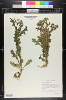 Senecio vulgaris image