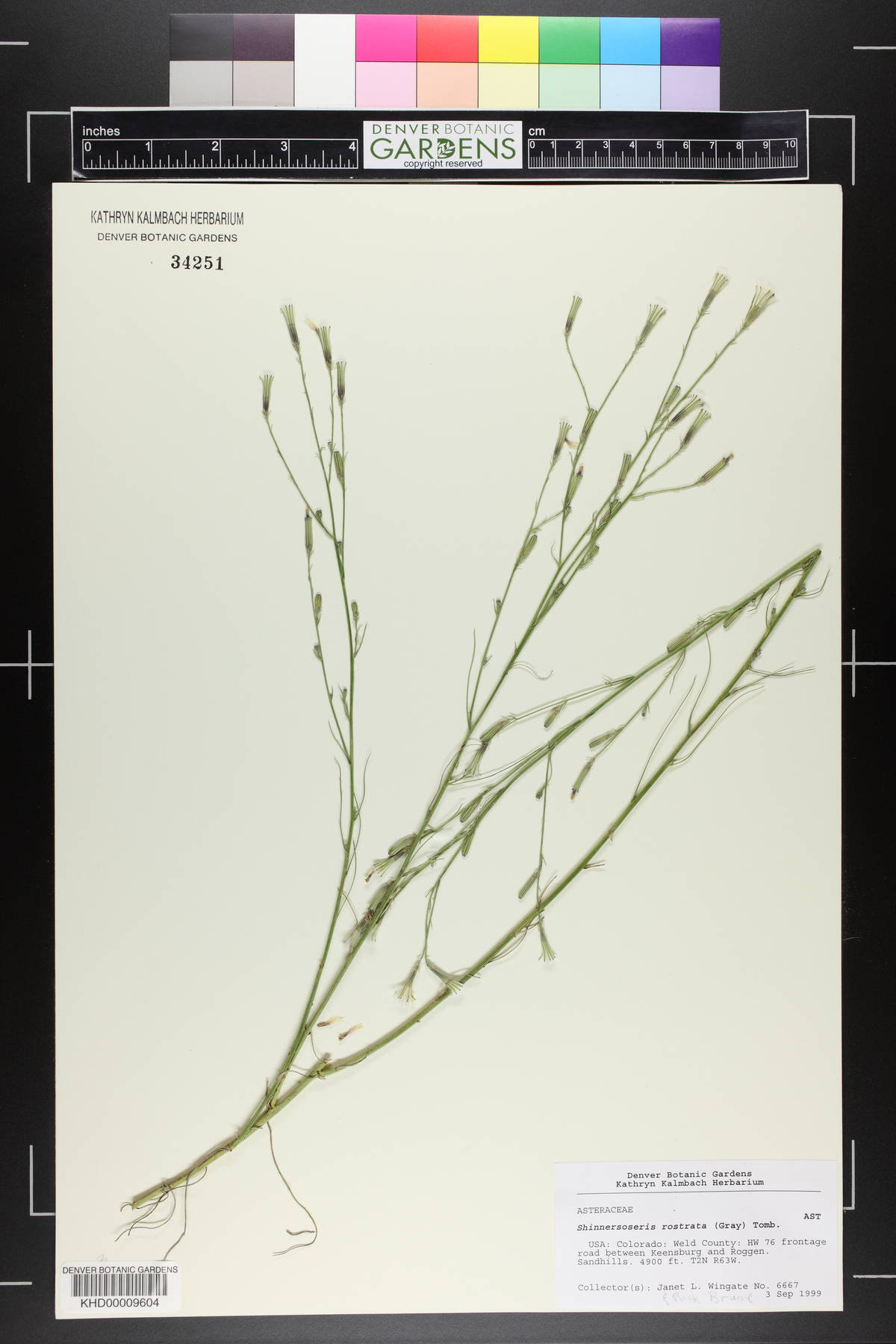Shinnersoseris rostrata image