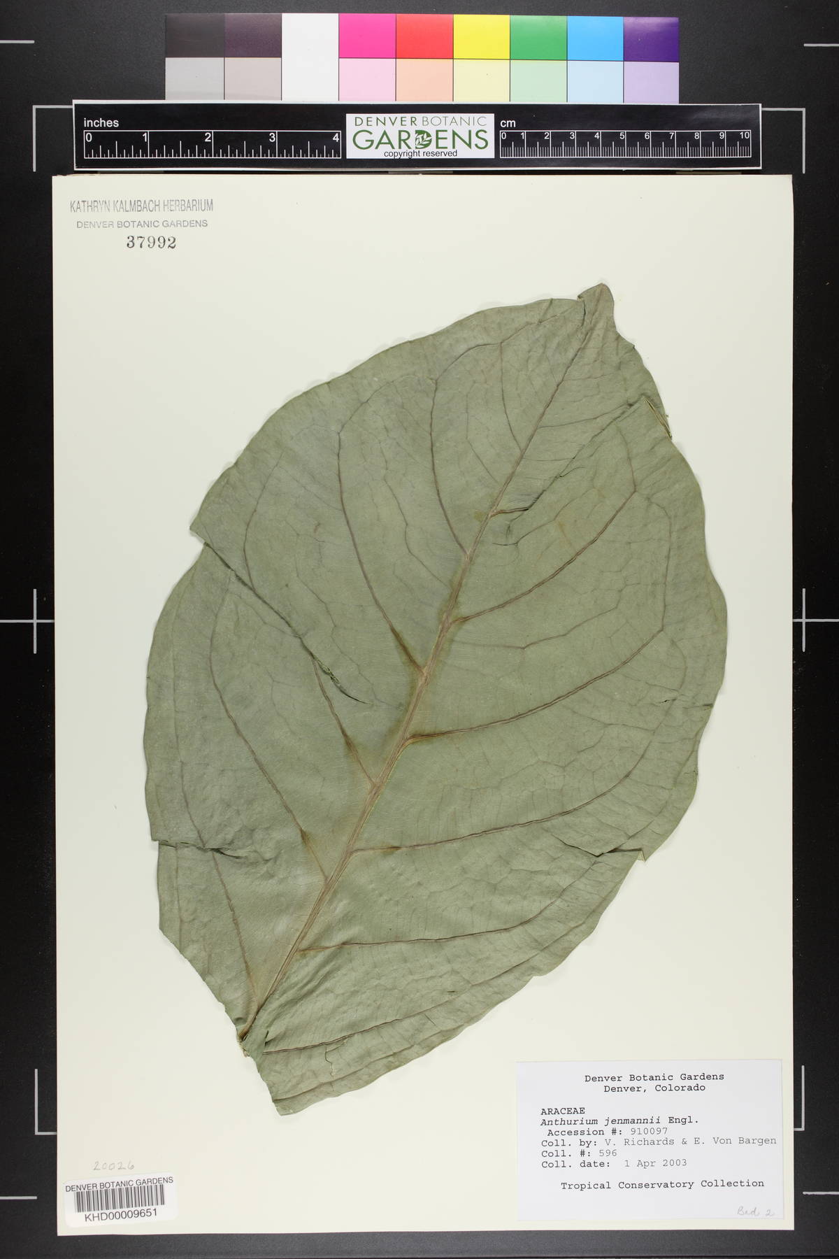 Anthurium jenmanii image