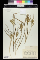 Carex schweinitzii image