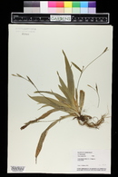 Carex platyphylla image