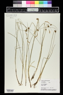 Carex oligosperma image